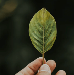 Eco Brands